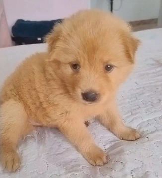 Vendo filhote Chow Chow Fêmea 