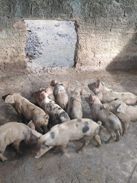 Leitão para venda