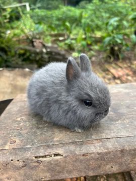 Mini coelho Netherland 