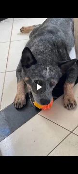 Blueyheler Australiano 