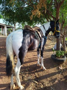 Cavalo manga larga 