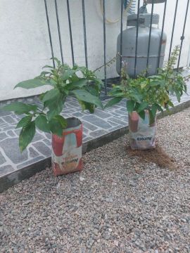 Mudas de Alfavaca