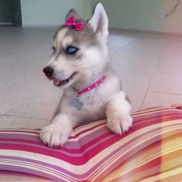 Husky: aventura e personalidade forte!