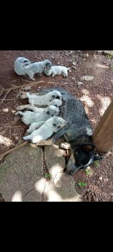 Filhotes de BLUE rreller 