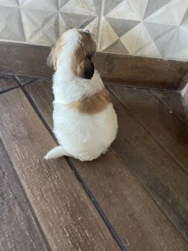 Filhotes de shih tzu