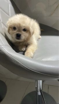 Filhote de lhasa com shihtzu 