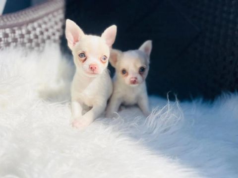 Belo casal de chihuahua com pedigree e microchip 