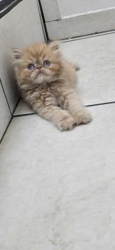 Persa Macho Disponivel ja vacinado na PetshowLondrina