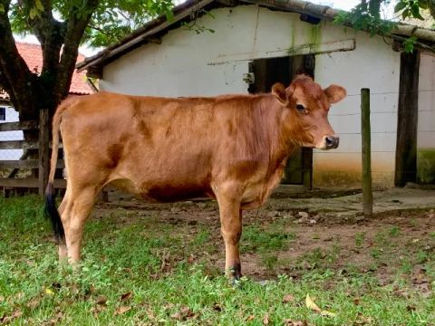 Novilha Vaca Jersey - Iseminada sexada de femea - primeira cria