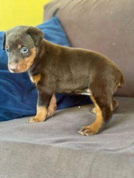 Doberman fêmea 