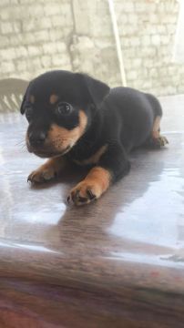 Filhote de cachorro pinscher 