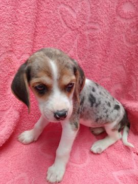 BEAGLE FILHOTES TRICOLORES MERLIN 