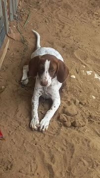 Cachorra 