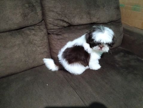 Shih Tzu Filhota