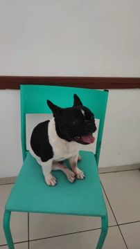 Bulldog Francês a Procura de Namorada 