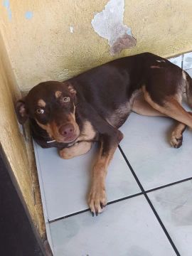 Cadela para adoção 