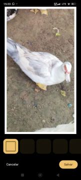 Patos 