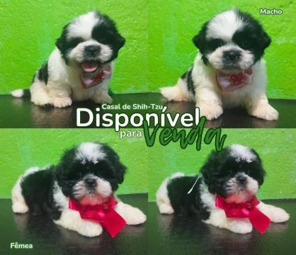 Lindos Filhotes de Shih-Tzu 