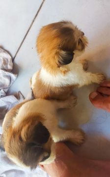 Dois filhotes Shih Tzu
