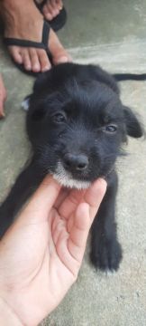 Doa se cachorrinho lindo