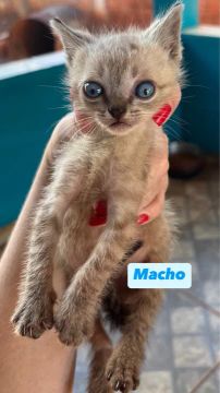 Gatinhos para adoção