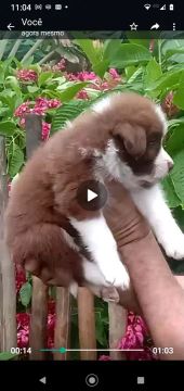 Border Collie