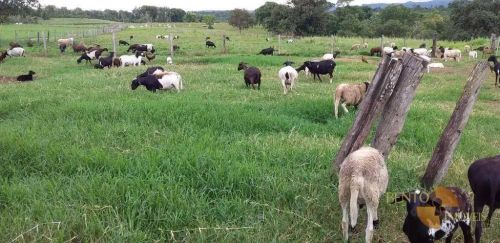 Manejo ecológico para criação.