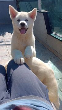 Akita branco e vermelho