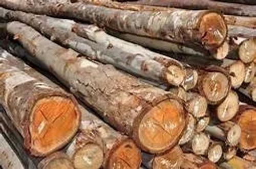 postes roliços com 6 mts na bitola 10 a 12 cms  in natura 