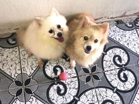 Vende-se Casal de Spitz Alemão Macho Branco , fêmea Marrom/Castanho