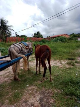Par de eguas para venda e carroça 