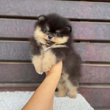 Lulu da Pomerânia Bibelôs Minúsculos 