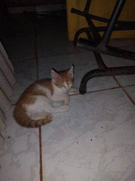 Gatinho fofo para adoção