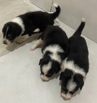 FILHOTES BORDER COLLIE
