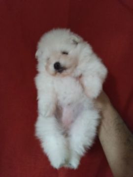Filhote de Spitz Alemão