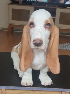 Linda Basset Hound