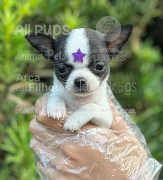 Chihuahua macho branco e preto pelo longo com 50 dias , tamanho mini 