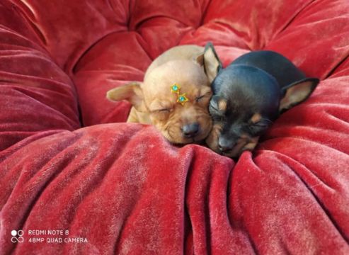 Lindos filhotes pinscher miniatura macho e fêmea 