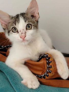 Doa - se casal de gatinhos carinhosos