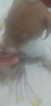  vendo filhote de pinscher misturado fox paulistinha valor r$ 80 Ele ele é macho vai fazer