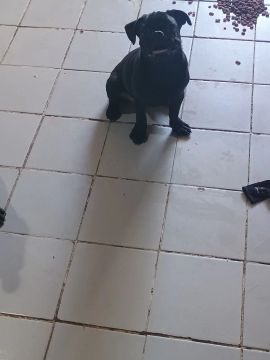 Pug 