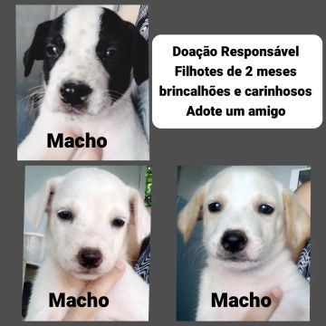 Doação de Filhotes de 2 Meses - Brincalhões e Carinhosos