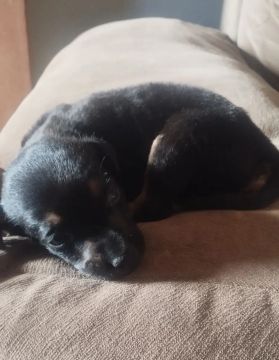 Filhote de cachorro