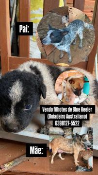 Filhotes de Blue Heeler (Boiadeiro Australiano)