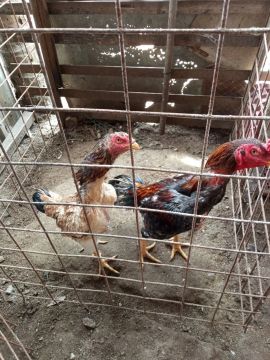 Casais indianos puros