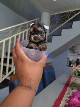 York micro fêmea e macho a pronta entrega 