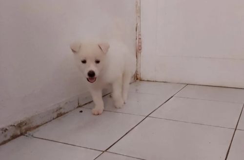 Filhote de Akita