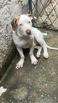 Pitt bull macho a venda 