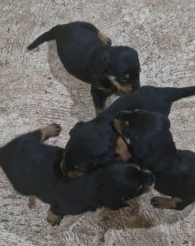 Filhotes de Rottweiler