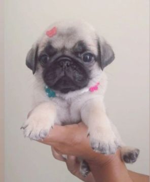 Filhote de Pug 